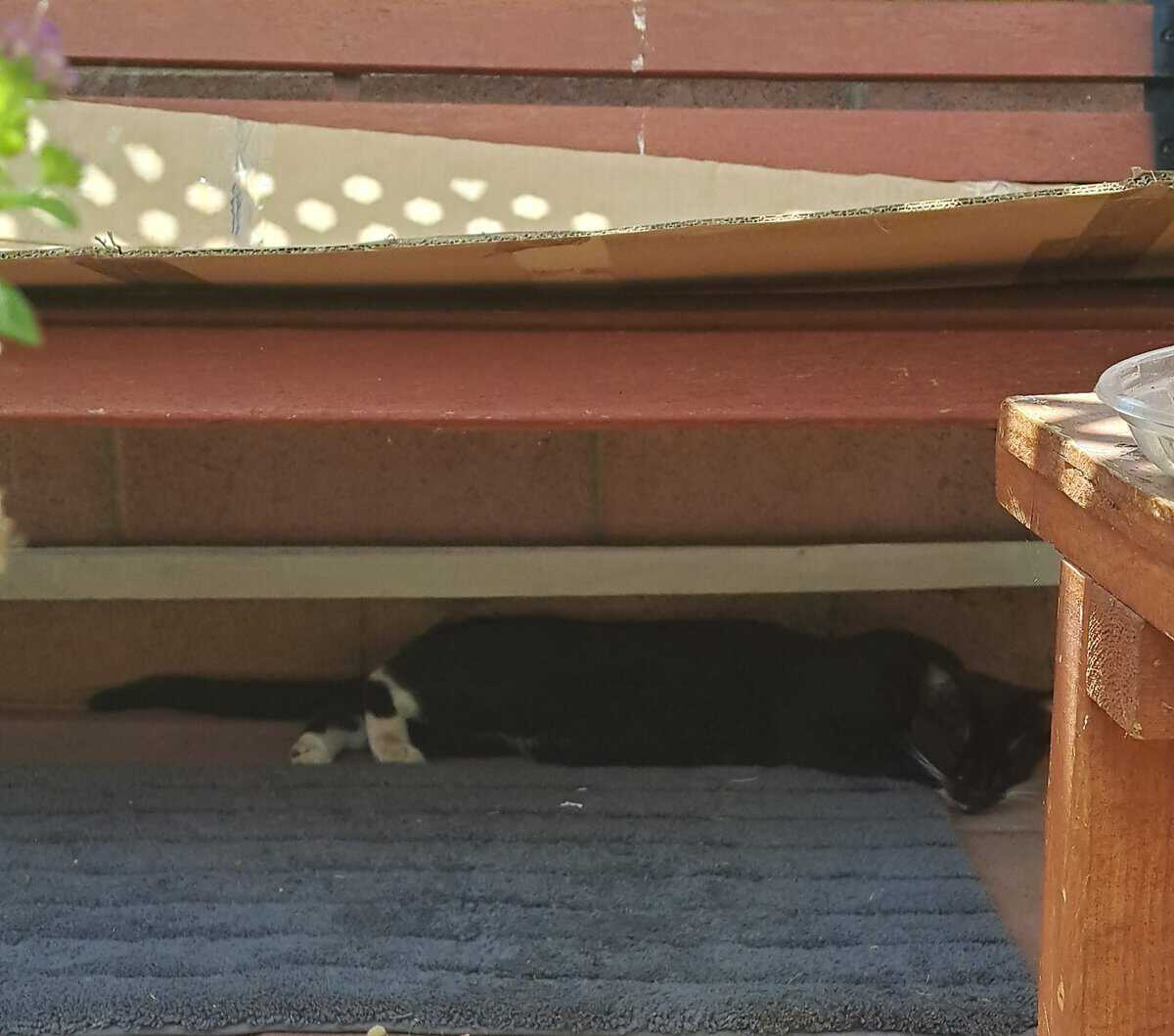 ziggy napping under the bench on a bathmat. Black and white cat napping on gray bathmat under a bench.