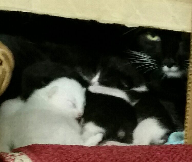 Stache and kittens April 2022. stache black and white cat with white and two black and white kittens in a box.