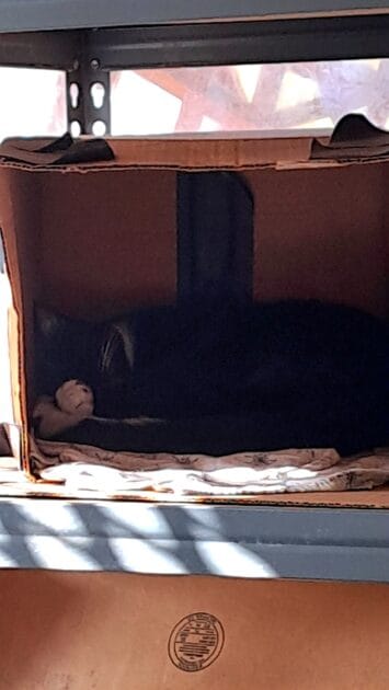 Ziggy napping in his box. Ziggy is a black and white cat napping in a cardboard box.