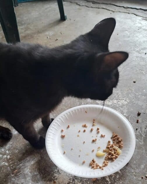 Shadow (black cat) enjoying his ground turkey and potato meal.