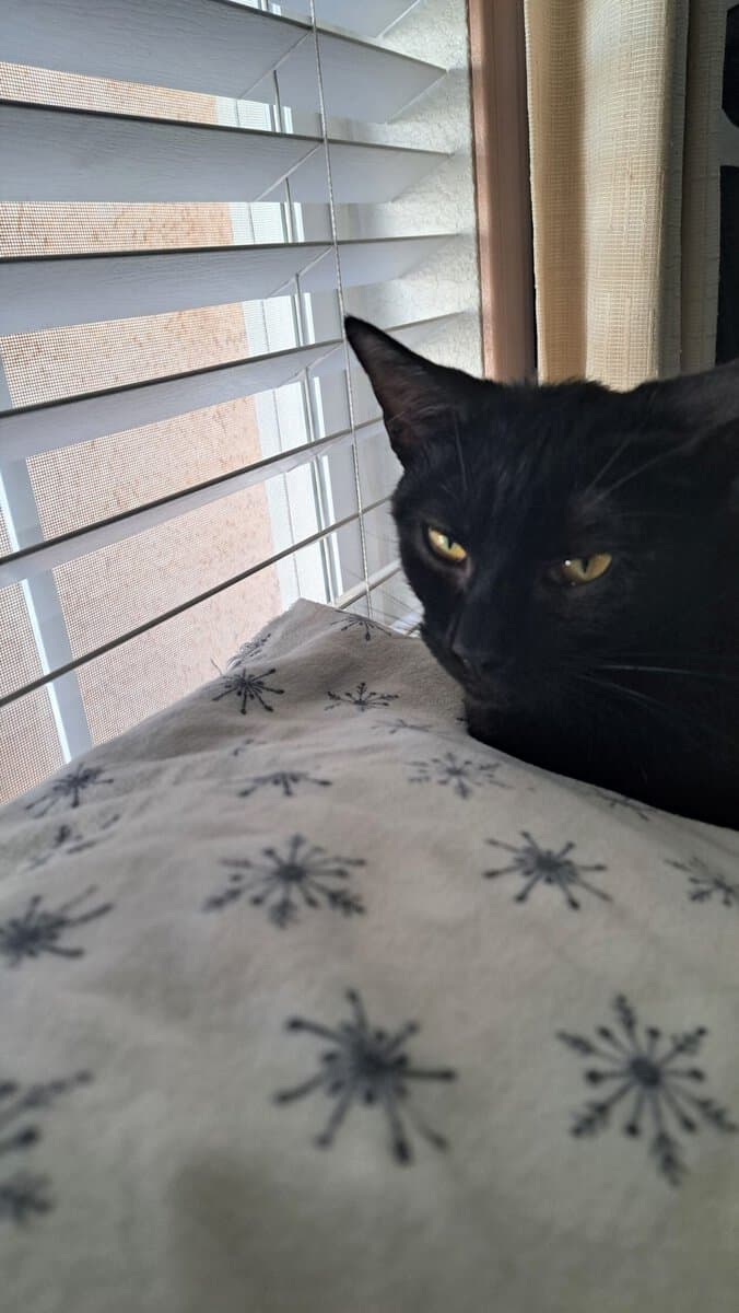 shadow (black cat) looking out the window laying on his snowflake sheet.