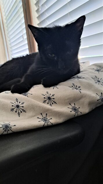 shadow (black cat) laying on his snowflake sheet.