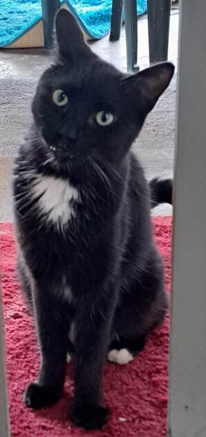 Zorro (black cat with white pot on chest and white toes on back paw) sitting on a red mat outside the patio door.