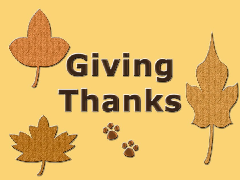 Giving thanks banner. pale gold background with various tan leaves. Centered with Gibing thanks text with paws underneath it. Banner created using Photoshop cs4 by V.