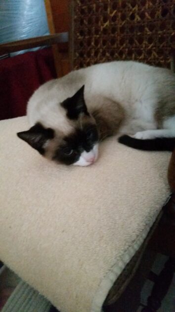 Bowie 12 2021. Siamese mix cat.