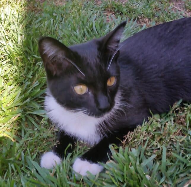 Winnie 4/9/2022. Black and white kitten.