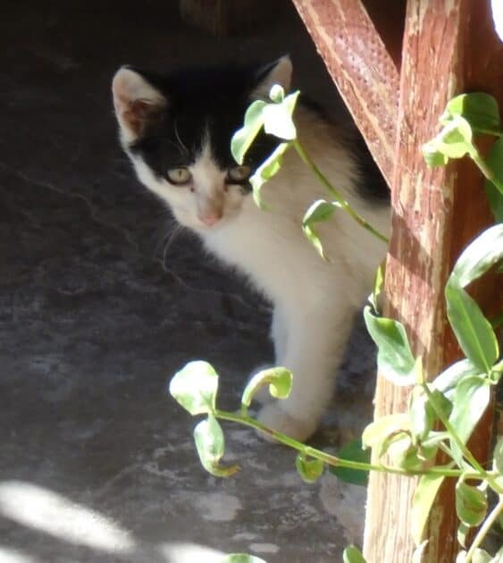 Jack 2022. A black and white kitten.