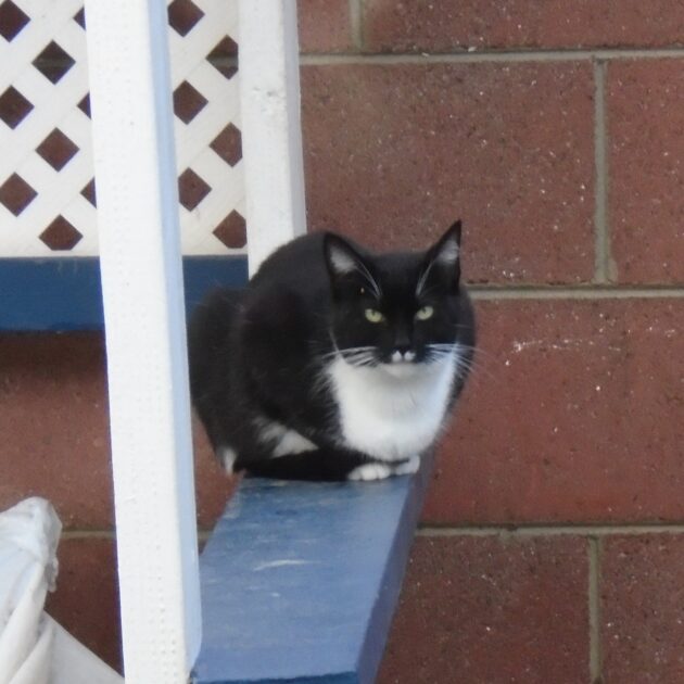 Stache 202. A black and white cat.