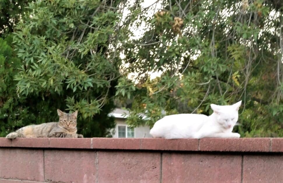 Mr. White and his sister Stripes. A white cat and a gray tabby cat on the block wall.
