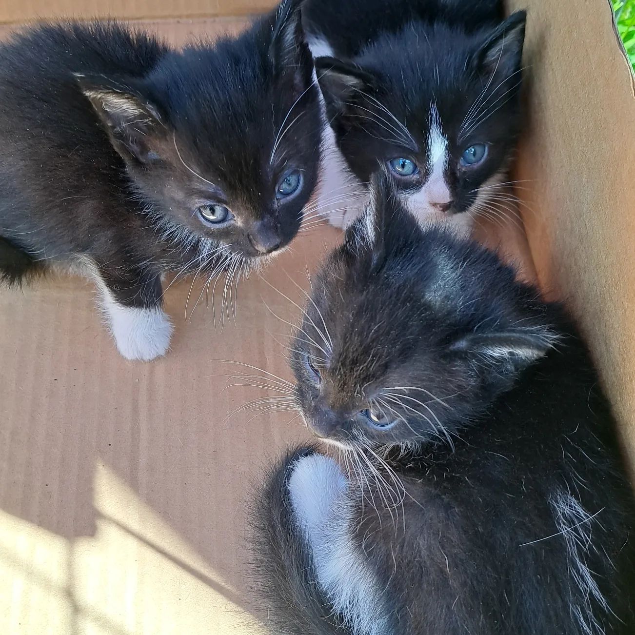 3 black and white kittens. The kittens are around 5 weeks old.