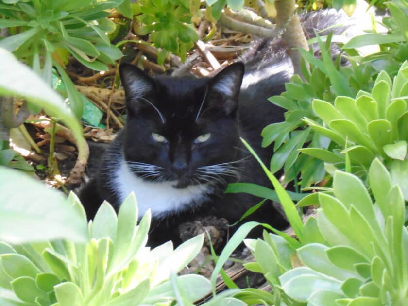 Ziggy in the garden. Ziggy is a black and white cat rounded by plants.