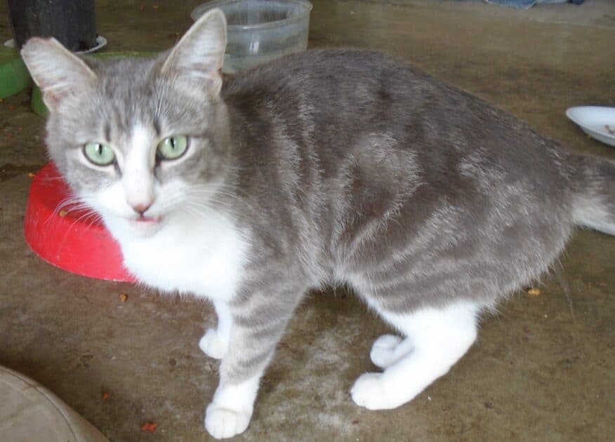 Sally a tabby and white cat.