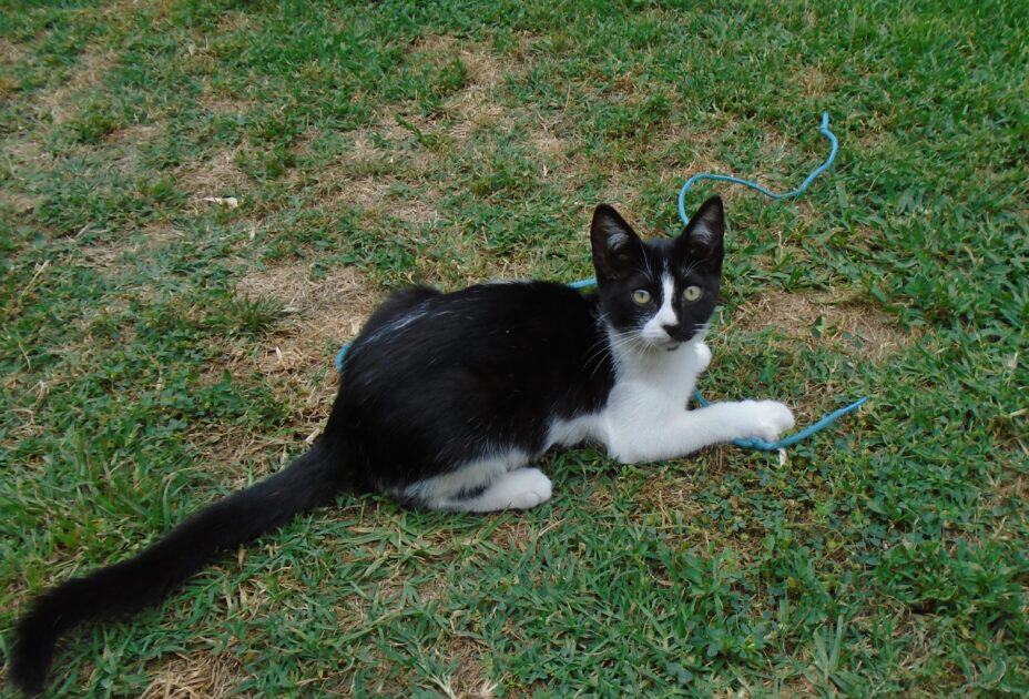 Cleo 6-19-2023. Cleo is a black and white kitten. She's playing with a blue shoe lace.