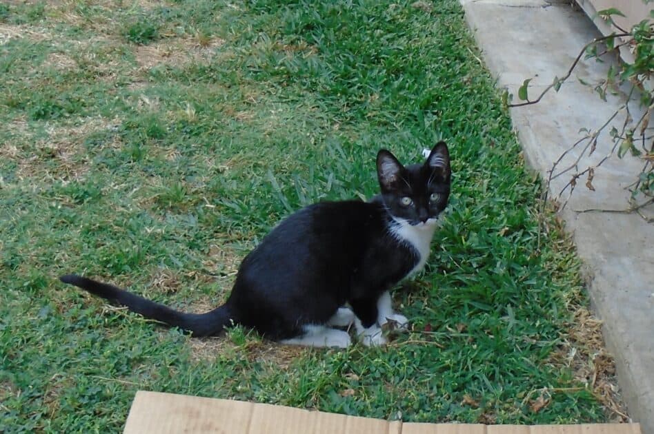 Leo 6-19-2023. Leo is a black and white kitten.