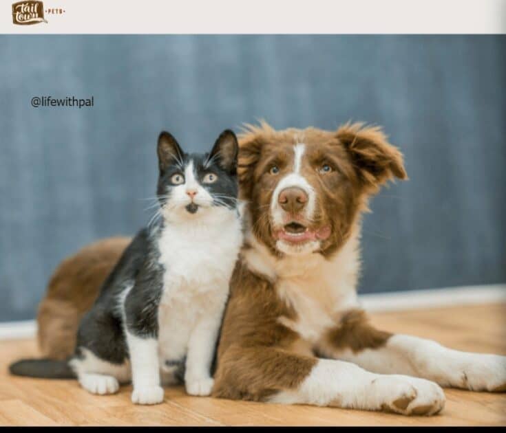 Tail Town Pets panel home page image. a phtot of a cat with a dog.