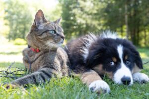 a dog and a cat laying in the grass Photo by Andrew S. Photo source unsplash.