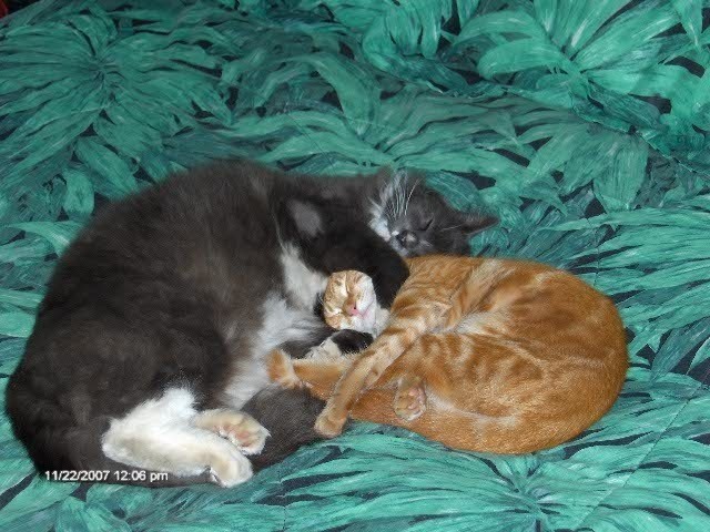 Pal and Sophie napping on V's bed 11/22/2007. Pal a gray and white fluffy cat. Sophie an orange tabby. Pal  is on the left. Sophie is on the right. 