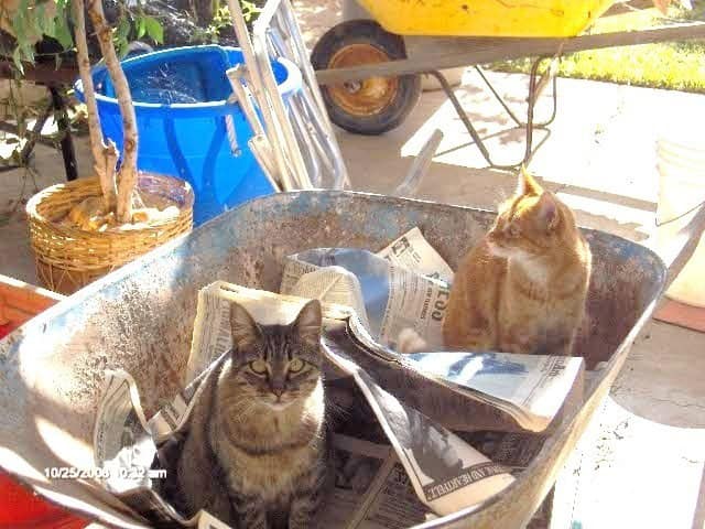 Rocket  (gray female tabby) in the forground. Sophie (orange tabby) far left siting in a wheelbarrow full of newspaper. photo taken 10/25/2008.