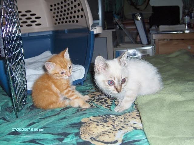 Sophie and Jimmy 7/20/2007. Sophie left orange tabby kittne. Jimmy right siamese kitten.