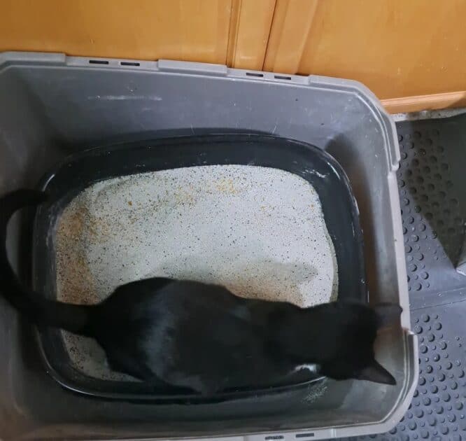 Linus using the litter box. Kitten in litter box.