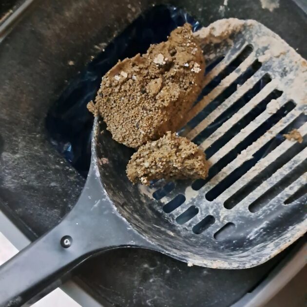 Clumped litter left to dry over night in the litter genie. Litter looks like wet sand. Brownish shade.