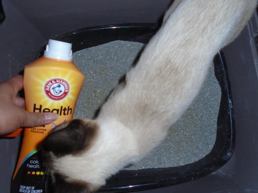 Bear in the litter box with the Arm & Hammer health IQ bottle in my hand. Bear is a siamese kitten.