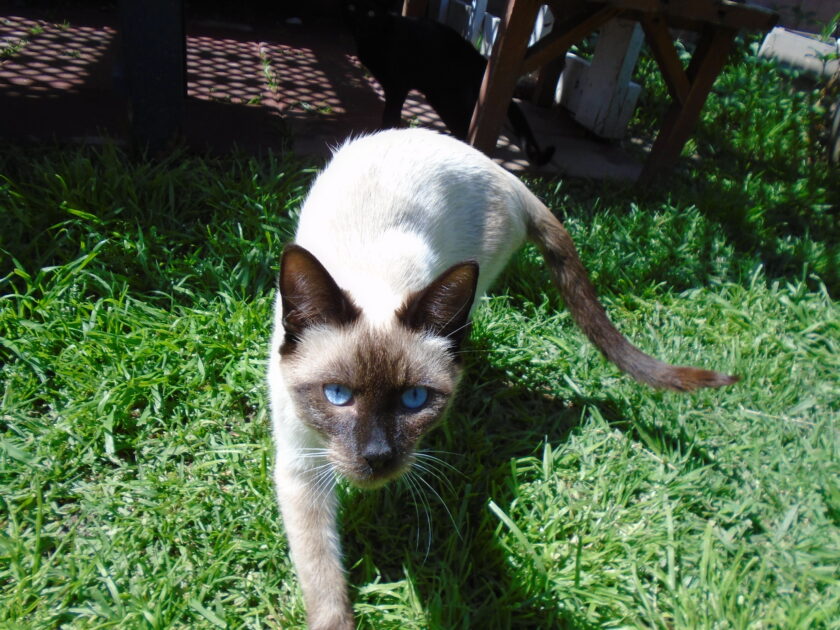 Bear 4 24. Bear is a chacolate point Siamese kitten. 