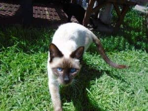 Bear 4 24. Bear is a choslate point Siamese kitten.