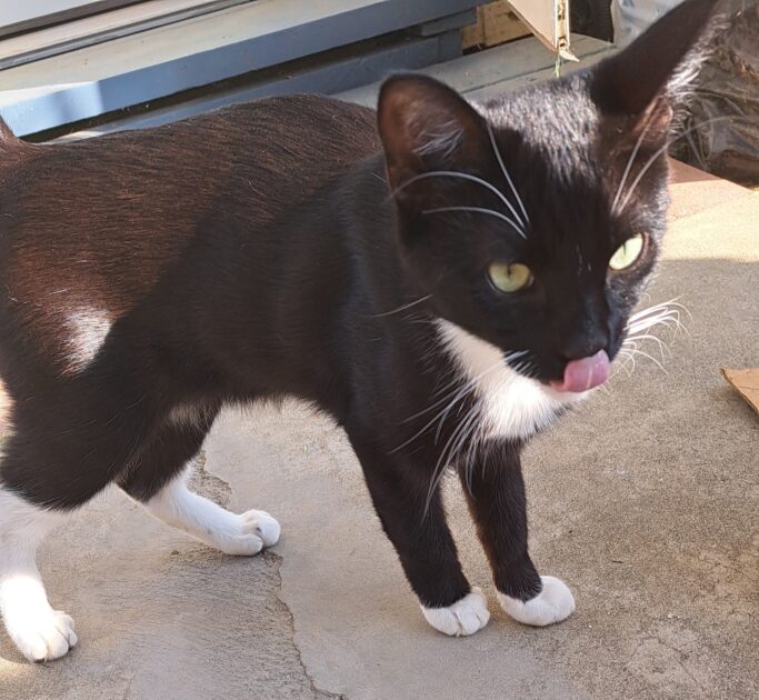 Linus. Linus is a black and white kitten.