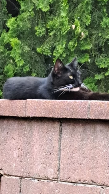 a black and white cat resting on a wall.