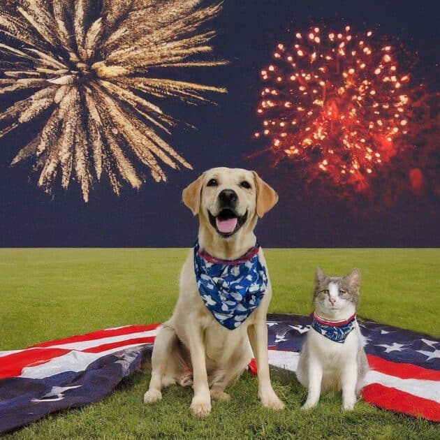 a dog and a cat sitting on a lawn with fireworks behind them. Image created using AI Image FX.