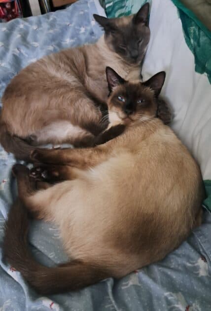 Teddy and Bear siamese cats.