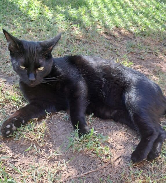 Smokey, black cat