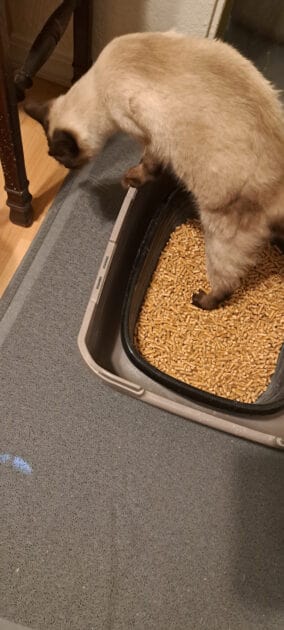 siamese cat, litter box