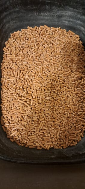 pine litter pelleets in a litter box.