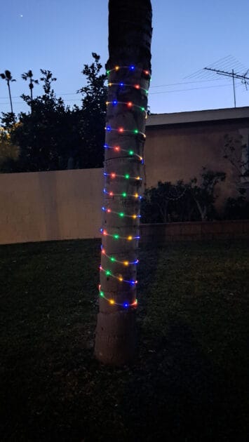 roap lights around palm tree trunck.