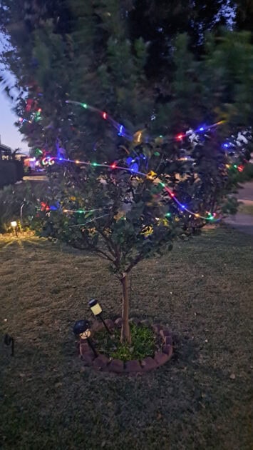 lime tree, rope lights.