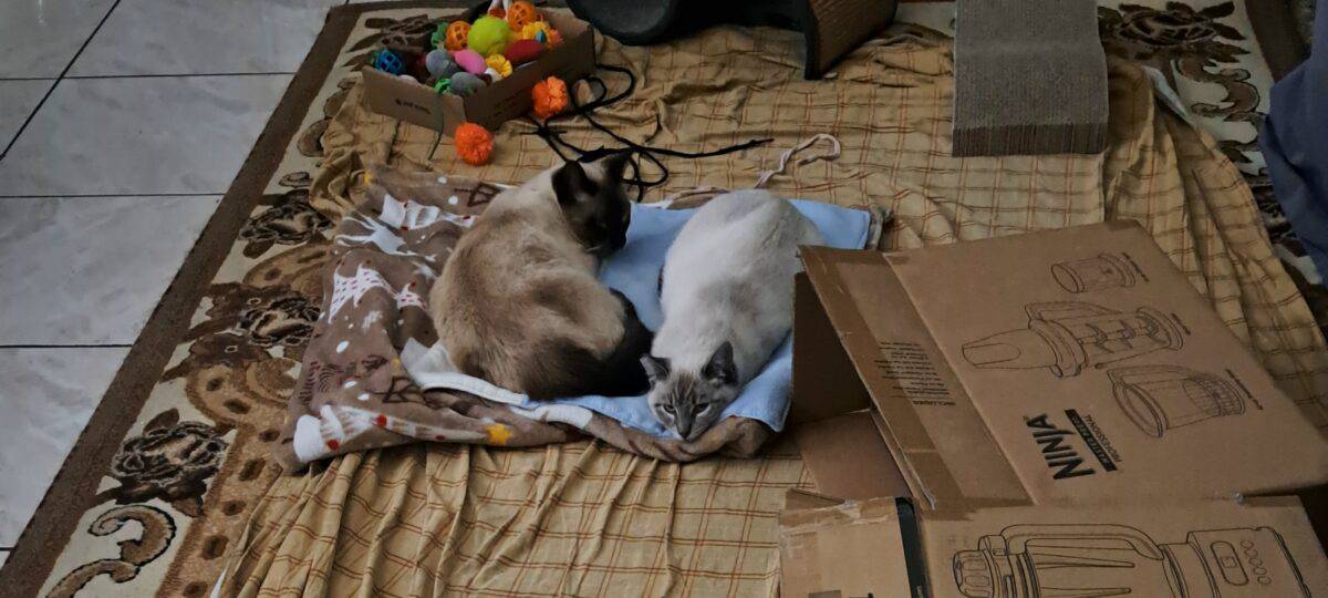 Bear and Ellie napping in the lviing room. Chocolate point siamese and a seal point siamese.