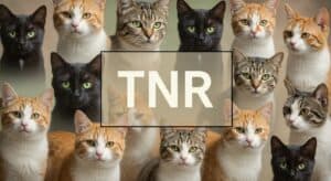 TNR banner. cats. image created using image fx ai.