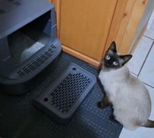 Bear in front of the litter box. chocolate point siamese in front of a litterbox.