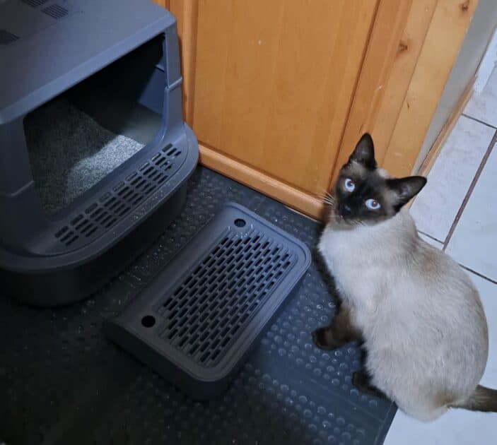 Bear in front of the litter box. chocolate point siamese in front of a litterbox.